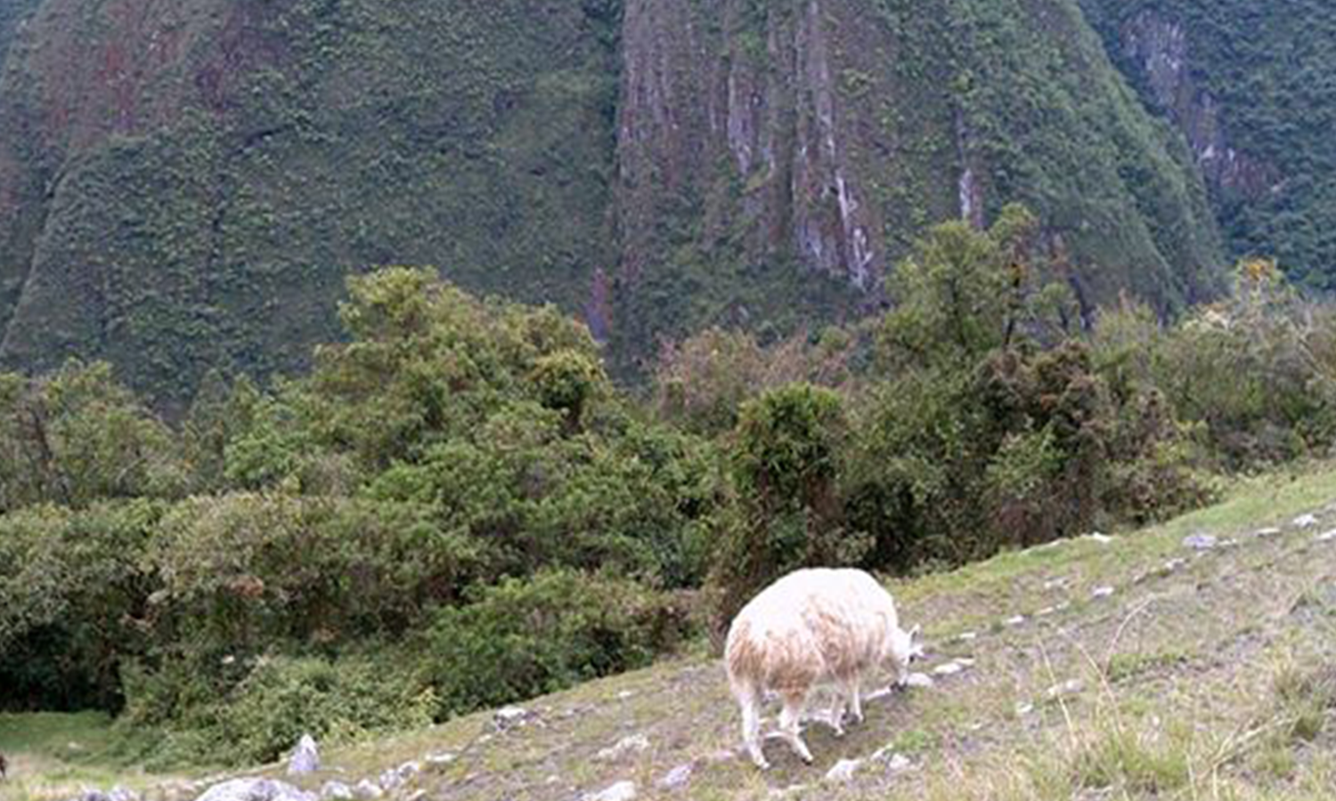 mountainscape with a goat grazing on the green hillside